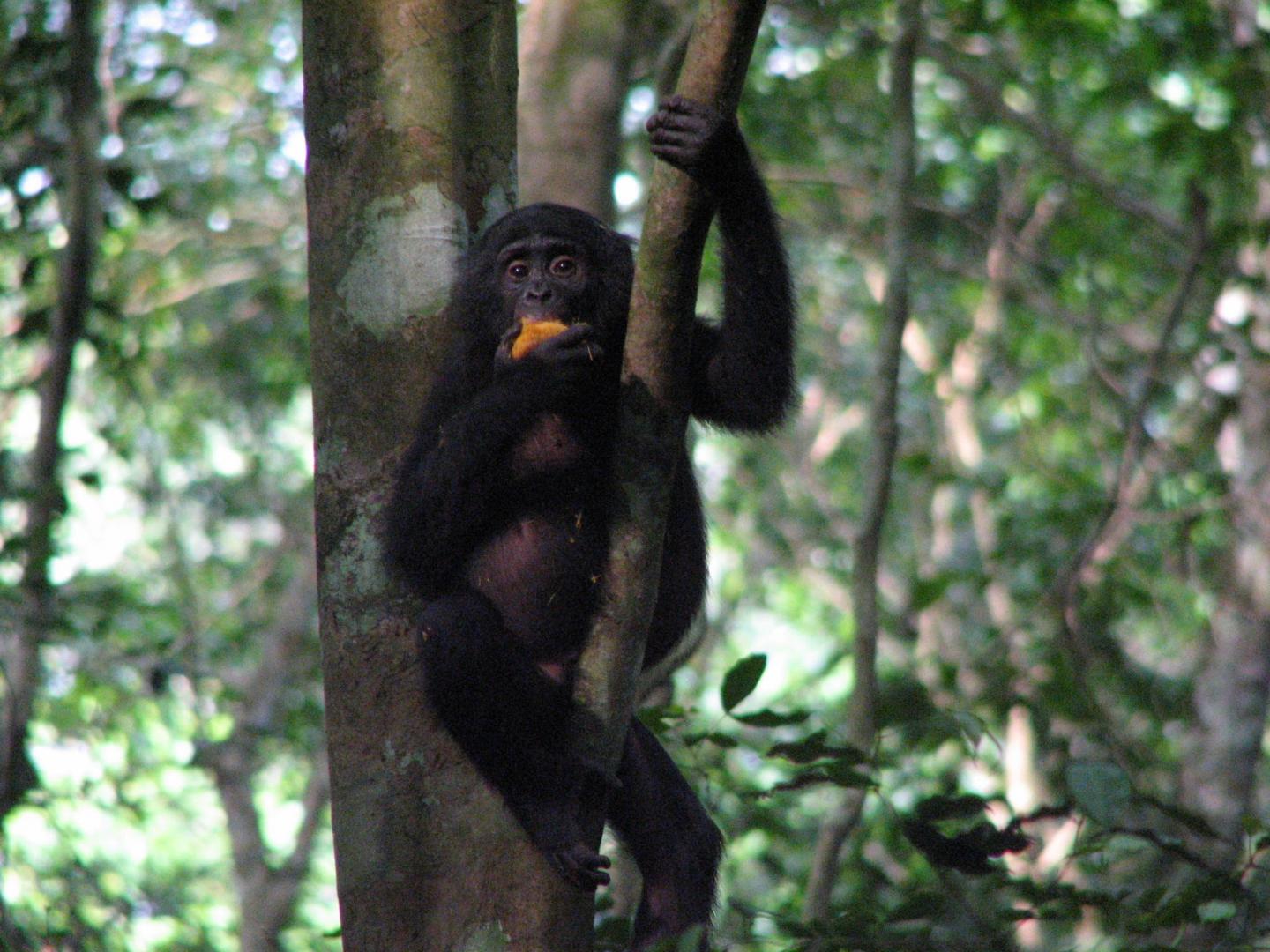 Congolese Bonobo