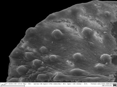 <i>Waldo arthuri</i> (3 of 3)