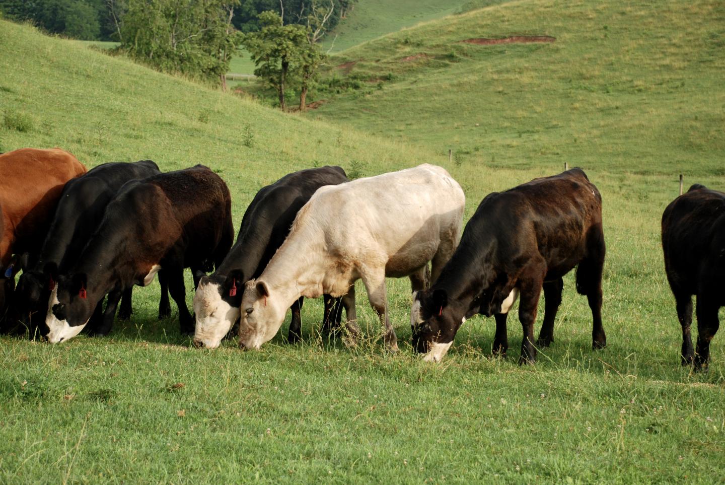 Cows Grazing