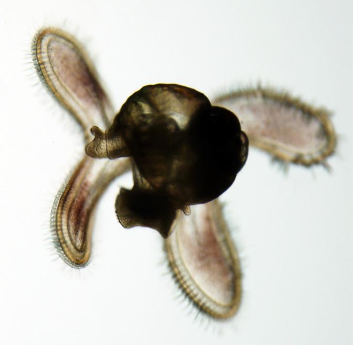 Threeline Mudsnail Larva