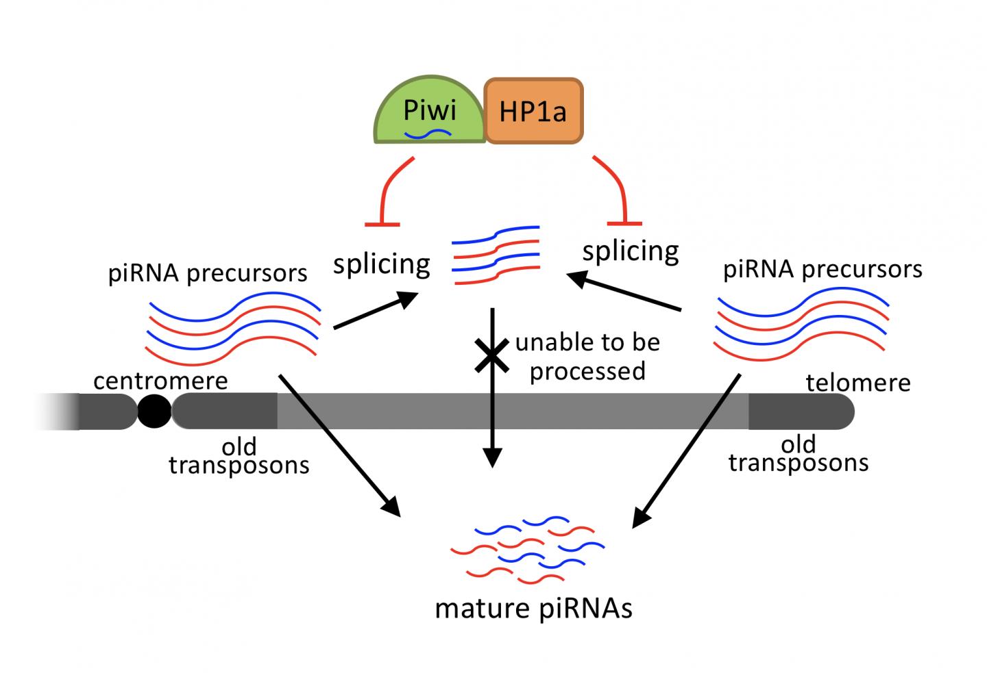 HP1a and piRNA Biogenesis