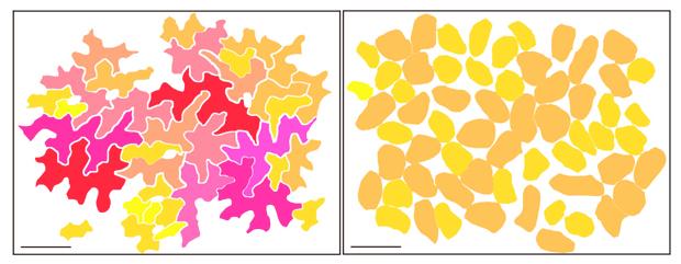 Epidermal Pavement and Palisade Mesophyll Cells in a Leaf of <i>Arabidopsis thaliana</i>