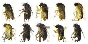 Types of scuttle flies