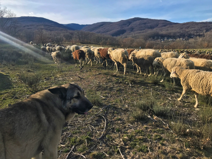 Livestock guardian dog close up