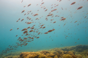 Coiba reef