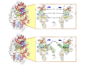 Illustration of biomolecule mechanism responsible for two-thirds of the world’s methane emission