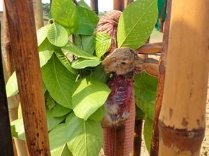 Indian hare killed at Tamakbari, West Medinipur district in 2021