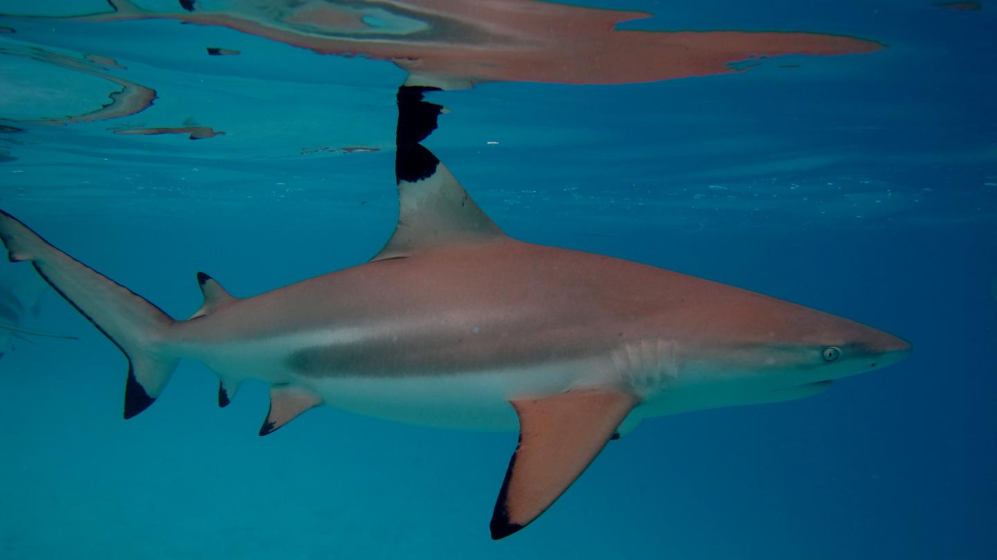 Black-tip Shark