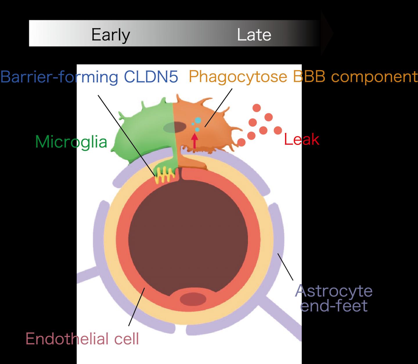 Dual Function of Microglia for Blood Brain Barrier