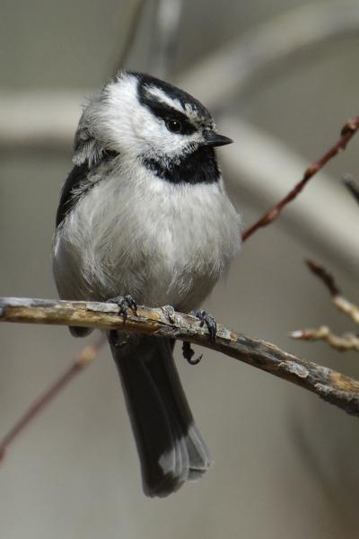 Mountain Chickadee