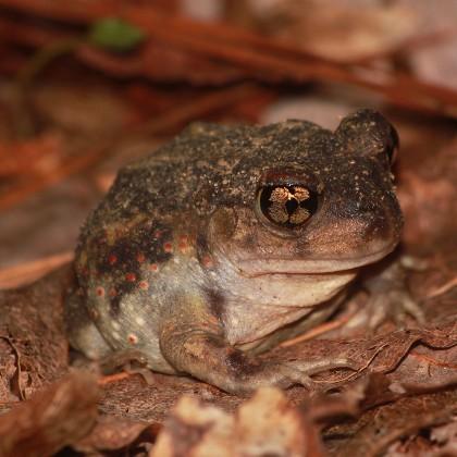 eastern spadefoot