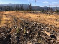 Three Years After the Post-fire Logging