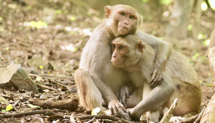 Two female macaques