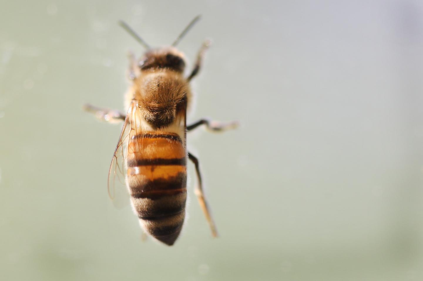 Climate Change Weakens Nutritional Value of Bee Diet