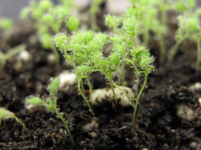 Infected <i>Arabidopsis</i> Plants