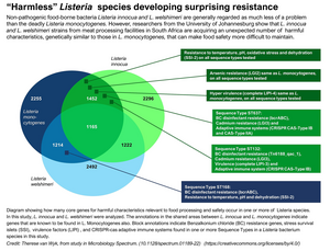 “Harmless” Listeria species developing surprising resistance
