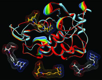 Human Folate Receptor