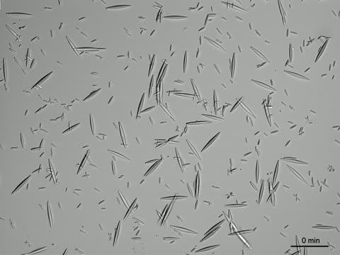 Dissolving Charcot-Leyden Crystals