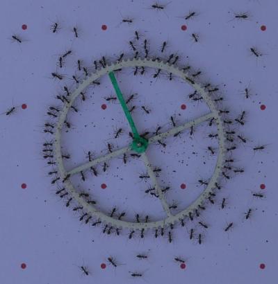 Longhorn Crazy Ants Cooperate to Transfer An Item