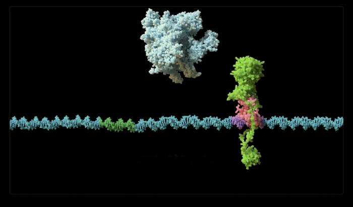 Breakthrough in understanding the genetic mechanisms that allow bacteria to build resistance to drugs