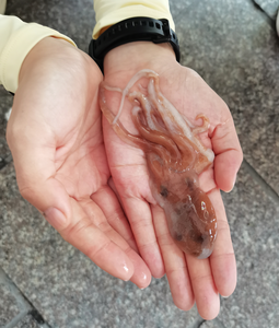 A live individual of Callistoctopus xiaohongxu