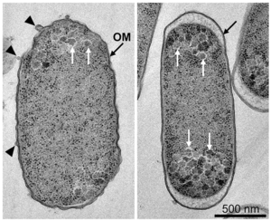 Fig.1