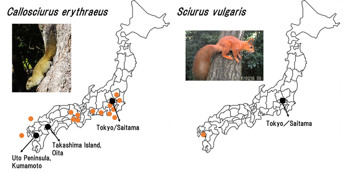 Combating the spread of alien species of squirrels across Japanese prefectures