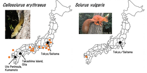 Combating the spread of alien species of squirrels across Japanese prefectures