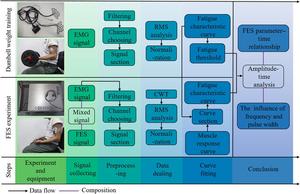 Experimental flowchart. The picture shows the arm’s position and equipment of dumbbell weightlifting training and FES experiment