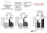 Oxidative Stress in Human Lung Epithelial Cells Is Suppressed by Uric Acid
