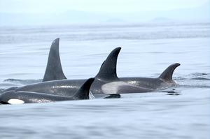 Alaska resident orcas