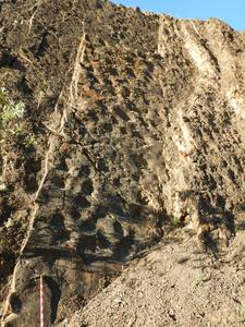 Hadrosaur tracks