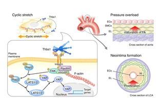 Feeling the Pressure: How Blood Vessels Sense Their Environment