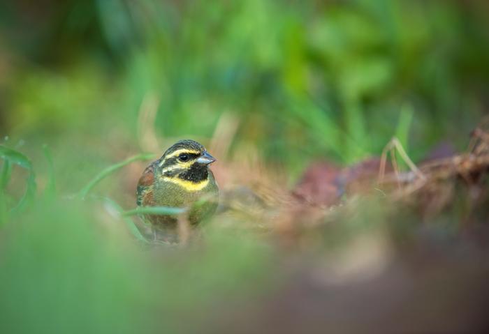 Cirl buntings