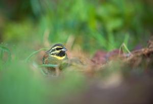 Cirl buntings