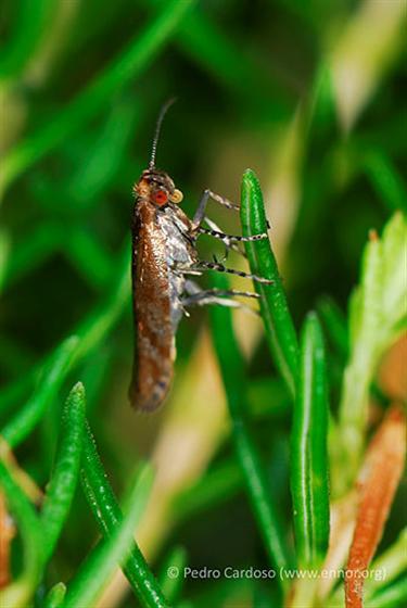 A Moth Species Recorded in the Azores