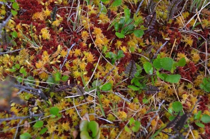 Close-Up of a Peat-Moss Dominated Peat Patch