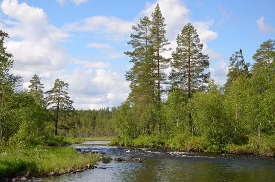 Bjurb&auml;cken Riparian Forests