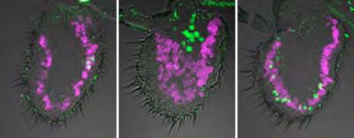 Scientists Discover An Ancient Odor-Detecting Mechanism in Insects (1 of 2)