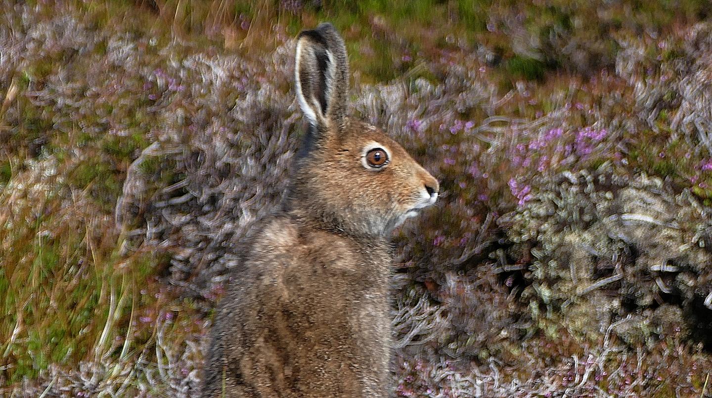 Mountain Hare
