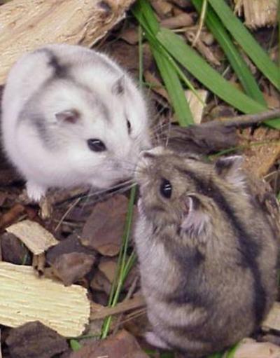 Siberian Hamsters