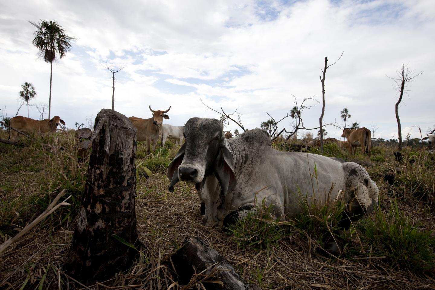 Cattle in Central America
