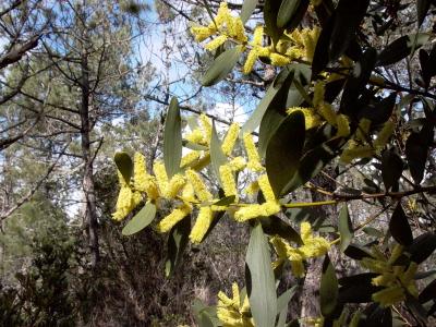 Australian Sydney Golden Wattle