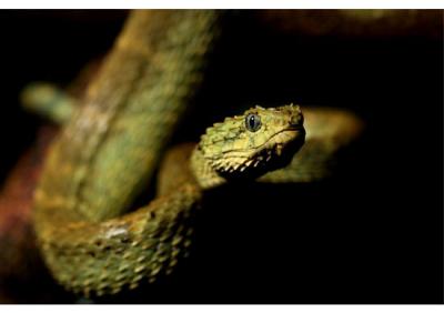 Atheris squamigera (Variable Bush Viper)