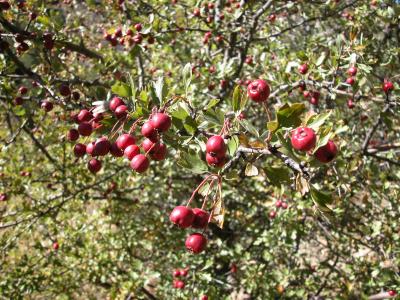 Shrub Crataegus