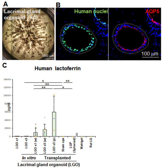 Fig.3 Transplantation of lacrimal gland organoids into animals