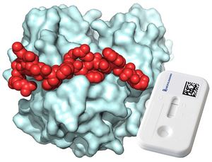 X-ray structure of the 18-amino acid peptide (red) bound to the inflammation marker calprotectin (light blue).