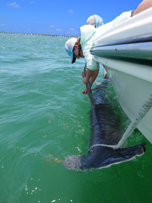 Grace Casselberry attaches a tag to a great hammerhead shark's dorsal fin in the Lower Florida Keys.