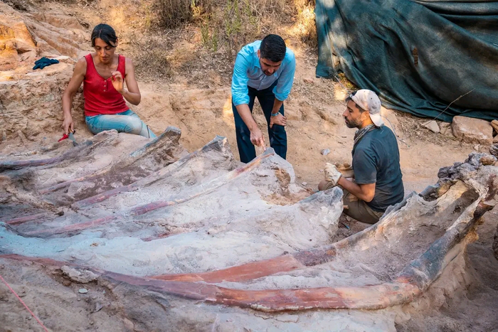 Excavation campaign at the Monte Agudo paleontological site (Pombal, Portugal)