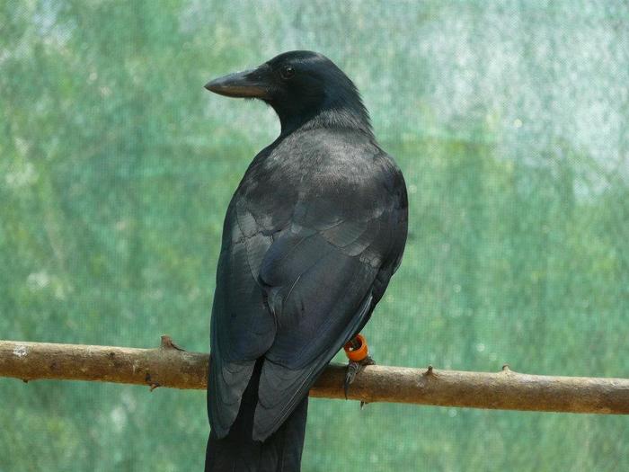 Social influences on delayed gratification in New Caledonian crows and Eurasian jays